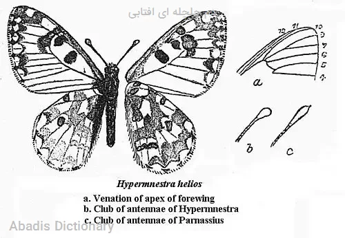 دم چلچله ای افتابی